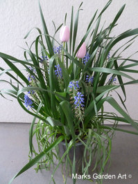 Bulbs-in-pot2012-04-22_02.JPG