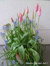 Bulbs-in-pot2012-04-22_04.JPG