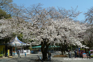 Cherry-Blossom_2012_03.JPG
