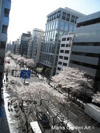 Cherry-Blossom_2012_05.JPG