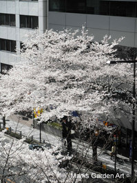 Cherry-Blossom_2012_06.JPG