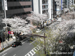 Cherry-Blossom_2012_07.JPG