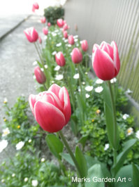 Tulip_Merry-Widow_201204_01.JPG