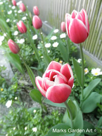 Tulip_Merry-Widow_201204_02.JPG