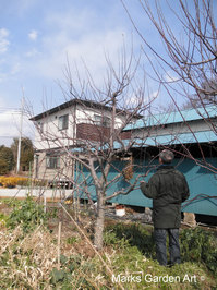 Seibu-dome_tree_02.JPG
