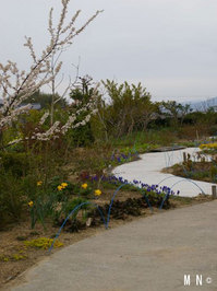 Biwako_2012-04_02.jpg