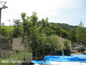 Hakuba_201206_09.jpg