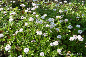 Niiza_201206_02.JPG