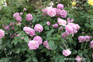 Rosa-ForYourHome_SeibuDome2012_02.JPG