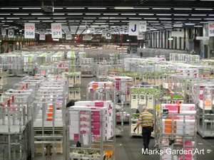 AalsmeerFlowerMarket2012_01.jpg