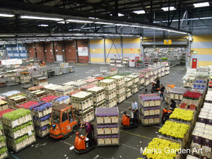 AalsmeerFlowerMarket2012_07.jpg