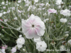 BarringtonCourt2012_04.jpg