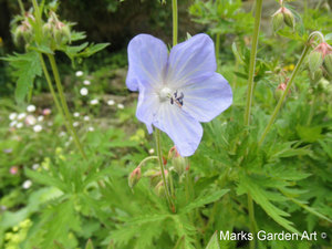 EastLambrookManor2012_10.jpg