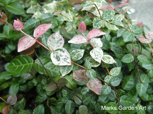 Atrractive-plants_Trachelospermum_01.jpg