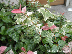 Atrractive-plants_Trachelospermum_02.jpg