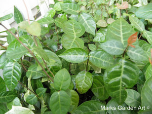 Atrractive-plants_Trachelospermum_03.jpg
