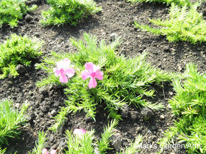 Hakuba_201209_11.JPG