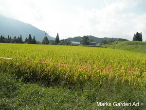 Hakuba_201209_15.JPG