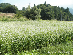 Hakuba_201209_16.JPG