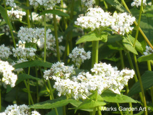 Hakuba_201209_17.JPG