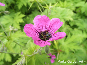 Hidcote2012_04.jpg