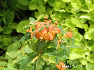 Hidcote2012_05.jpg