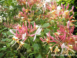 Hidcote2012_06.jpg