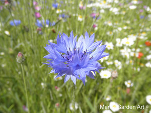 Hidcote2012_08.jpg