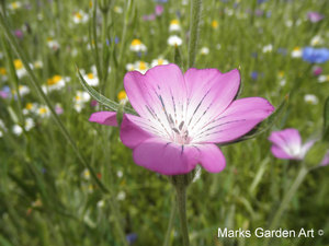 Hidcote2012_09.jpg
