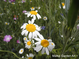 Hidcote2012_10.jpg