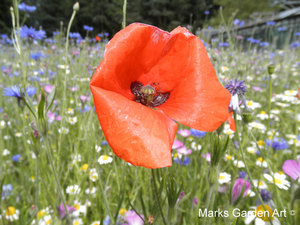 Hidcote2012_11.jpg
