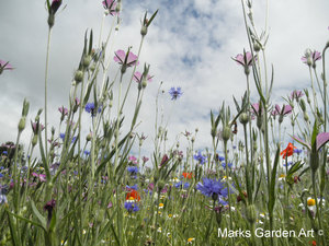 Hidcote2012_12.jpg