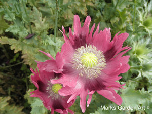 Hidcote2012_13.jpg