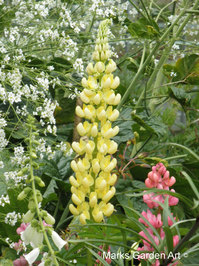 Hidcote2012_16.jpg