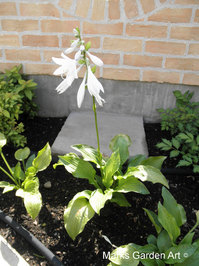 Hosta_'Royal_Standard'_001.JPG