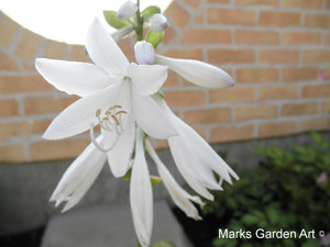 Hosta_'Royal_Standard'_002.JPG