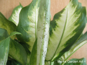 Aphids_01.jpg