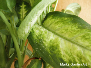Aphids_02.jpg