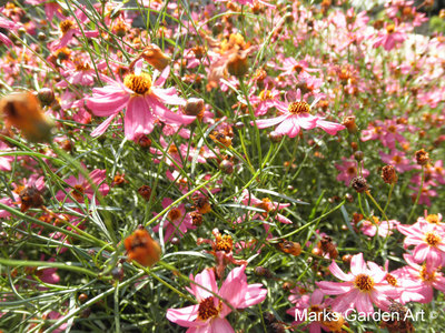 Coreopsis_'Heavens_Gate'_001.JPG