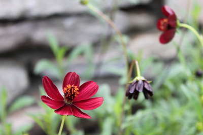 Cosmos_atrosanguineus_x_sulphureus_001.JPG