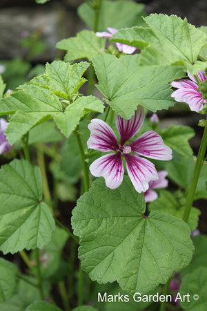 Malva_sylvestris_'Zebrina'_001.JPG