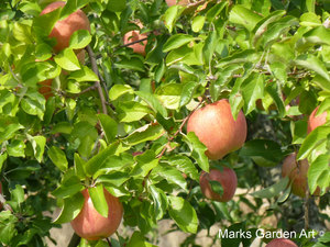 Obuse2012_02.JPG