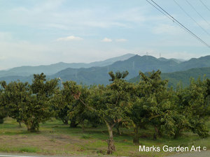 Obuse2012_03.JPG