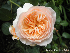 Sudeley_Castle2012_11.jpg