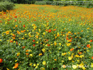 The_Treasure_Garden_2012_04.JPG