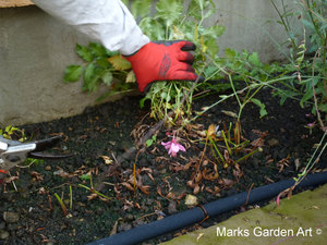 Astilbe2012_03.JPG
