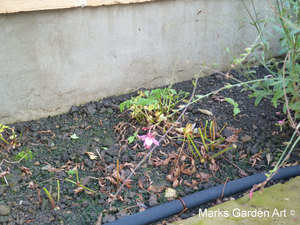 Astilbe2012_04.JPG