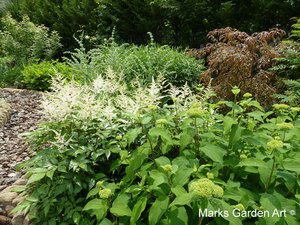 Astilbe2012_05.JPG