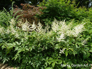 Astilbe2012_06.JPG