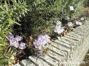 Bulb_Crocus'PickWick'.JPG